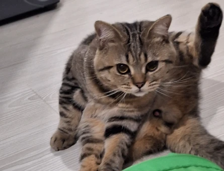 British Shorthair 1 Yaşında Kedim Eş Arıyor - 118973380