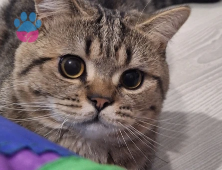 British Shorthair 1 Yaşında Kedim Eş Arıyor