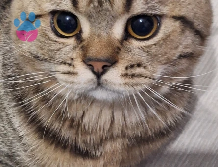 British Shorthair 1 Yaşında Kedim Eş Arıyor