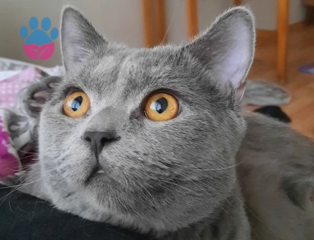 British shorthair erkek kedim eş arıyor