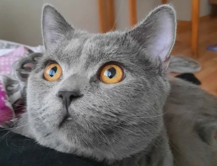 British shorthair erkek kedim eş arıyor - 118981143