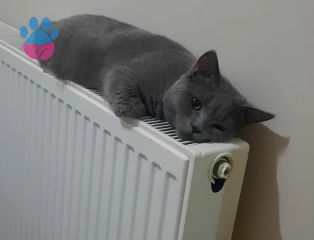 British shorthair erkek kedim eş arıyor