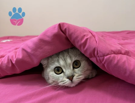 Erkek kedi arıyoruz ACİL!