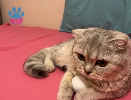 Erkek kedi arıyoruz ACİL!