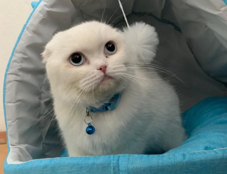 Scottish fold kedime 1,5 yaşında British erkek arıyorum çiftleştirmek için. - 118981146