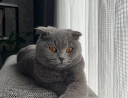 Kızımıza erkek kedi arıyoruz acil - 118981151