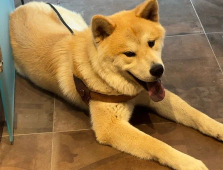 Akita İnu Köpeğime Eş Arıyorum - 118981152