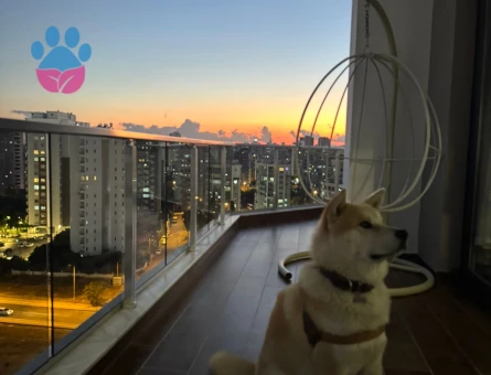 Akita İnu Köpeğime Eş Arıyorum