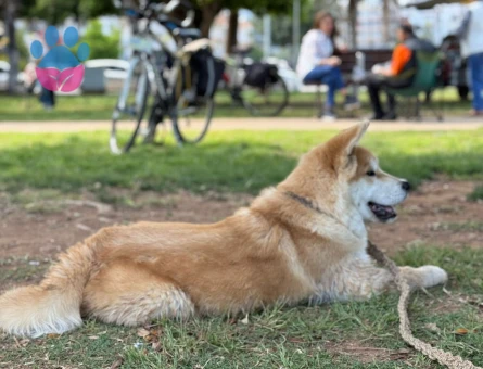 Akita İnu Köpeğime Eş Arıyorum