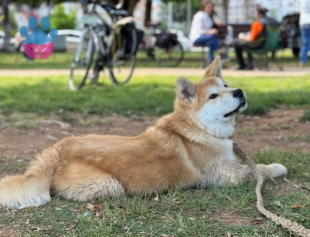 Akita İnu Köpeğime Eş Arıyorum