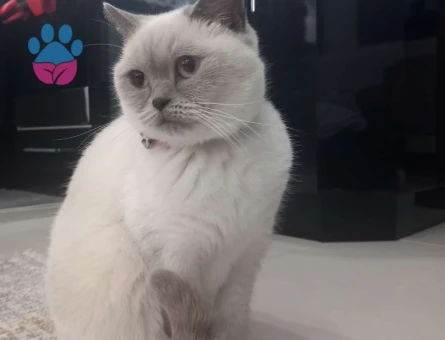 British Shorthair Dişi Kedime Eş Arıyorum
