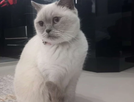 British Shorthair Dişi Kedime Eş Arıyorum - 118981153