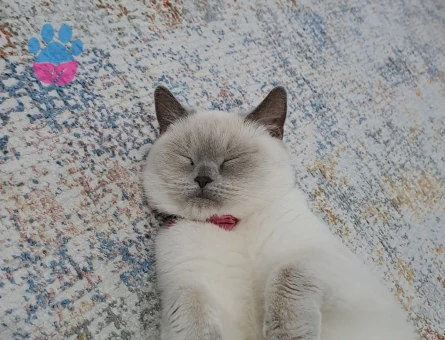 British Shorthair Dişi Kedime Eş Arıyorum