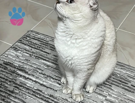 Oğlumuza dişi arıyoruz