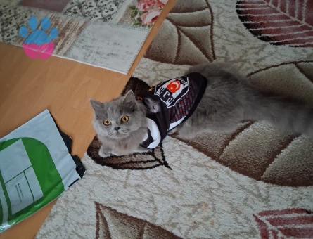 İngiliz britis DAMAT ADAYLARI ARIYOR