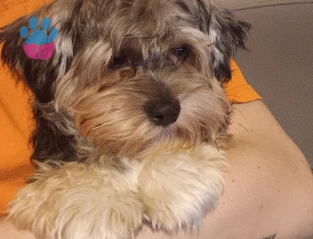 2 YAŞINDA YORKIEPOO