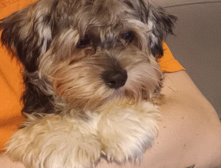 2 YAŞINDA YORKIEPOO - 118981156