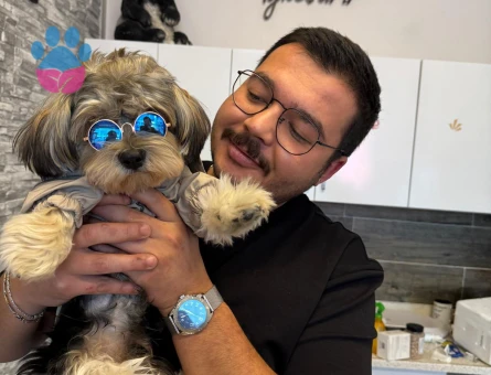 2 YAŞINDA YORKIEPOO