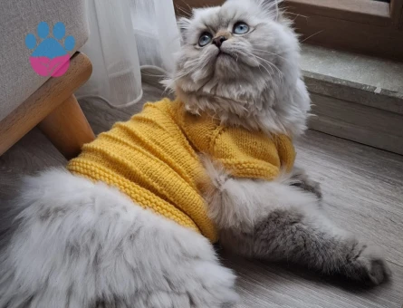 Kedimiz 7 bucuk aylık brıtısh longhair