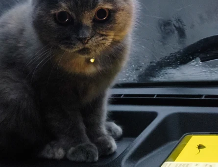 British Shorthair Bihtet Eş Arıyor - 118981159