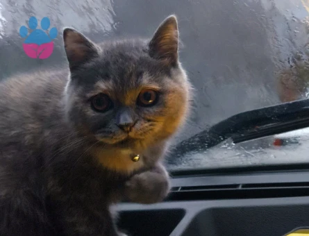 British Shorthair Bihtet Eş Arıyor