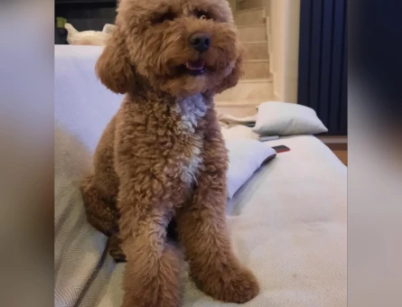 Toy Poodle Oğlumuza Eş - 118974144