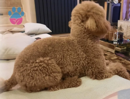 Toy Poodle Oğlumuza Eş