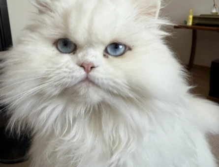 Chinchilla kızıma eş arıyorum. - 118974145