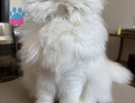 Chinchilla kızıma eş arıyorum.