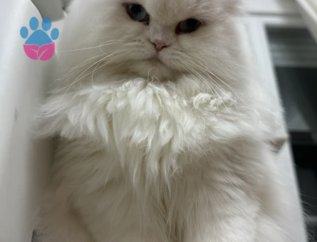 Chinchilla kızıma eş arıyorum.