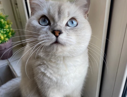 British shorthair blue point - 118974146