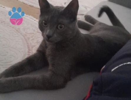 Yakışıklı oğluma eş arıyoruz