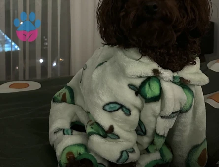 Toy poodle red brown