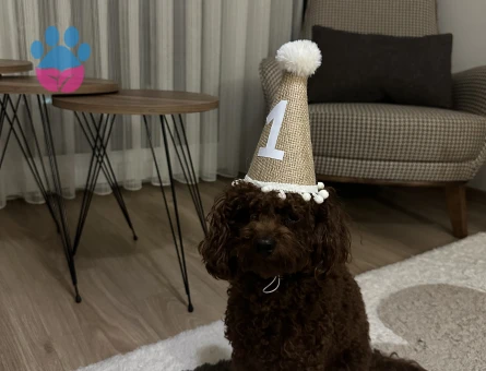 Toy poodle red brown