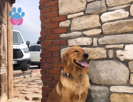 Kahverengi Safkan Golden Erkek