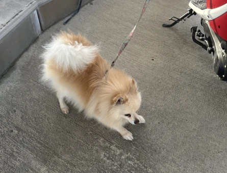 2,5 yaşında erkek pomeranian - 118974152