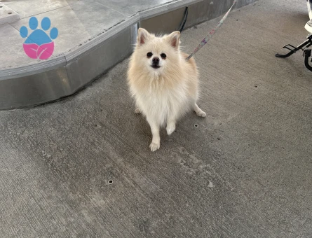 2,5 yaşında erkek pomeranian