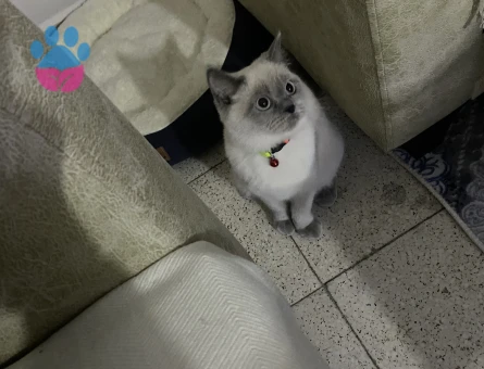 British Dişi Kedi