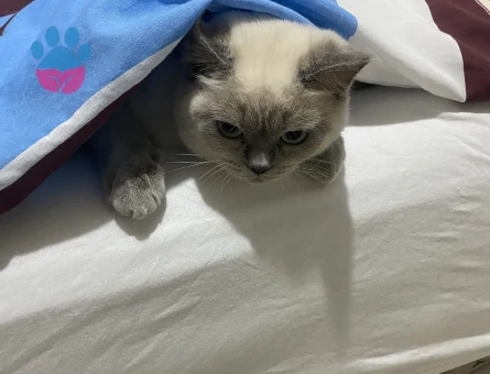 British Dişi Kedi
