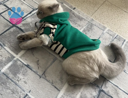 British Dişi Kedi