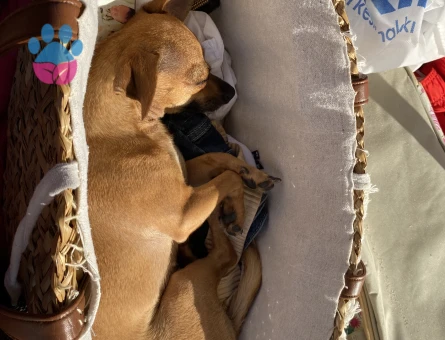 Kızıma eş arıyorum