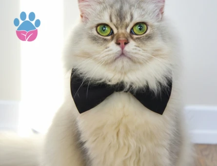 Şecereli Oğlum için dişi eş arıyoruz