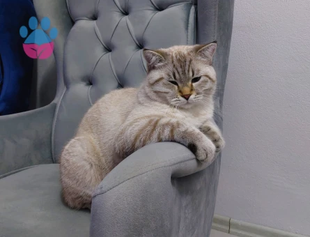 British Longhair Badem'e eş arıyoruz...