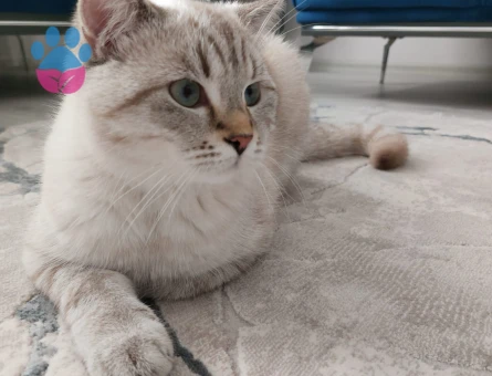 British Longhair Badem'e eş arıyoruz...