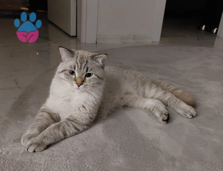 British Longhair Badem'e eş arıyoruz...