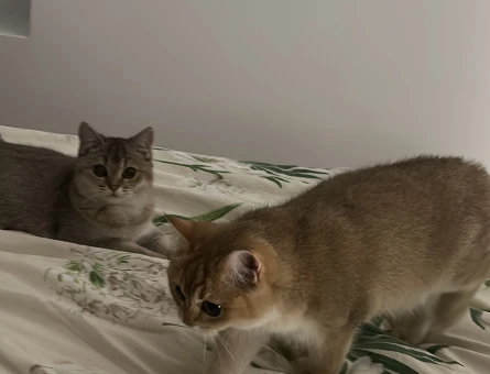 British Shorthair Kızlarımıza eş arıyoruz - 118981850