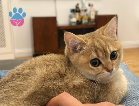 British Shorthair Kızlarımıza eş arıyoruz