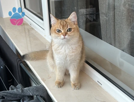British Shorthair Kızlarımıza eş arıyoruz