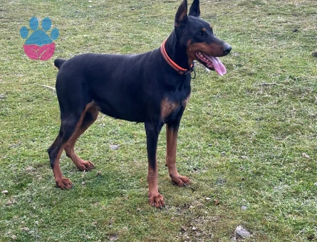 Doberman 1 Yaşında Eş Aranıyor