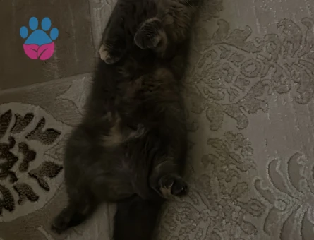 Scottish Fold 1 Yaşında Eş Aranıyor